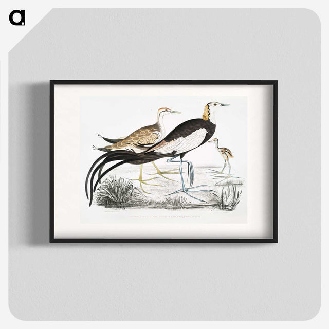 1-87_Indian-Zoology_blk