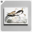 1-87_Indian-Zoology_canvas