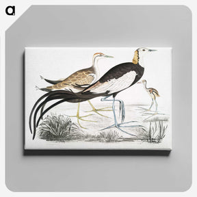 1-87_Indian-Zoology_canvas