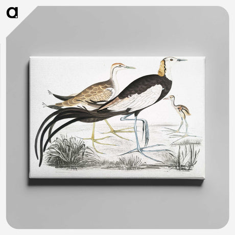 1-87_Indian-Zoology_canvas