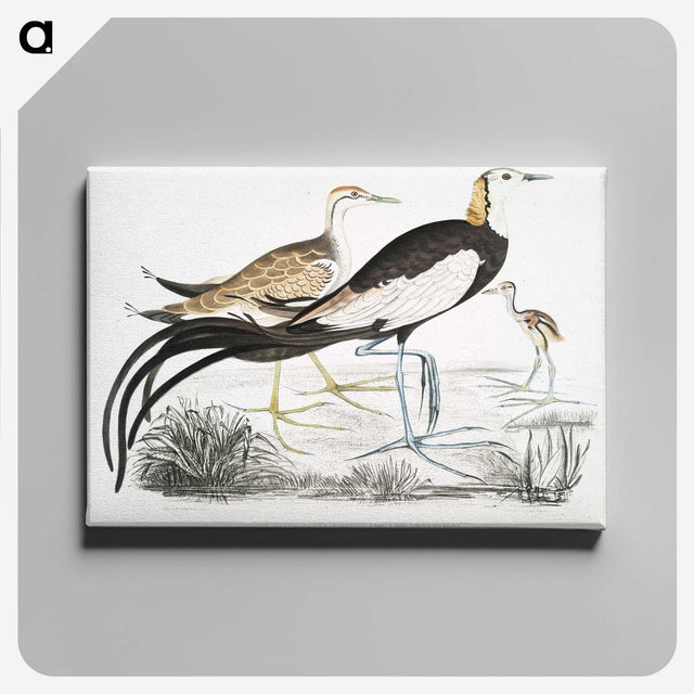 1-87_Indian-Zoology_canvas