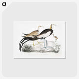 1-87_Indian-Zoology_hagaki