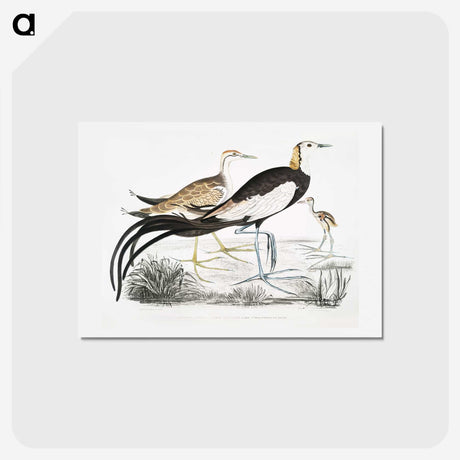 1-87_Indian-Zoology_hagaki