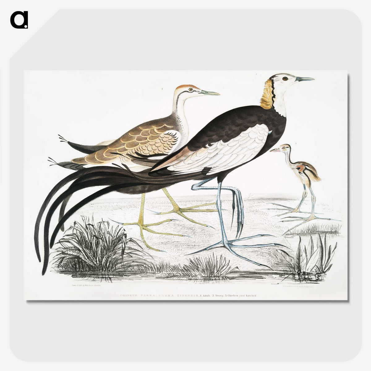 1-87_Indian-Zoology_picture-crop
