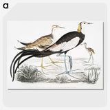 1-87_Indian-Zoology_picture-crop