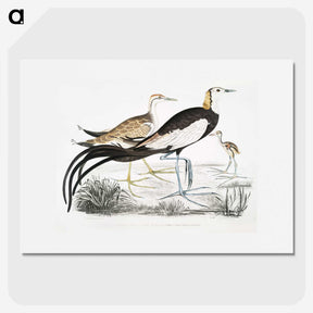 1-87_Indian-Zoology_picture