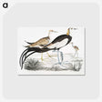 1-87_Indian-Zoology_postcard