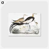 1-87_Indian-Zoology_postcard