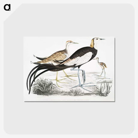 1-87_Indian-Zoology_postcard