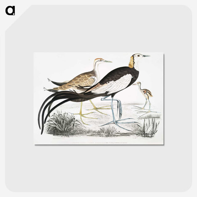 1-87_Indian-Zoology_postcard