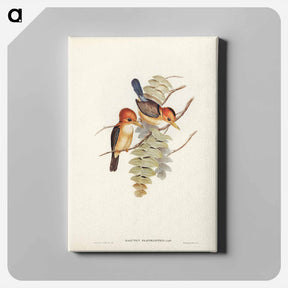 アートパネル-Yellow-billed Kingfisher
 - ジョン グールド Canvas.