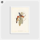 アートポストカード-Yellow-billed Kingfisher
 - ジョン グールド Postcard.