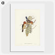 1-87_John-Gould_picture