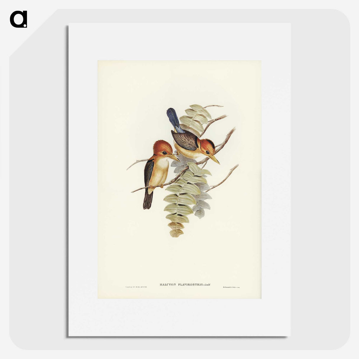 1-87_John-Gould_picture