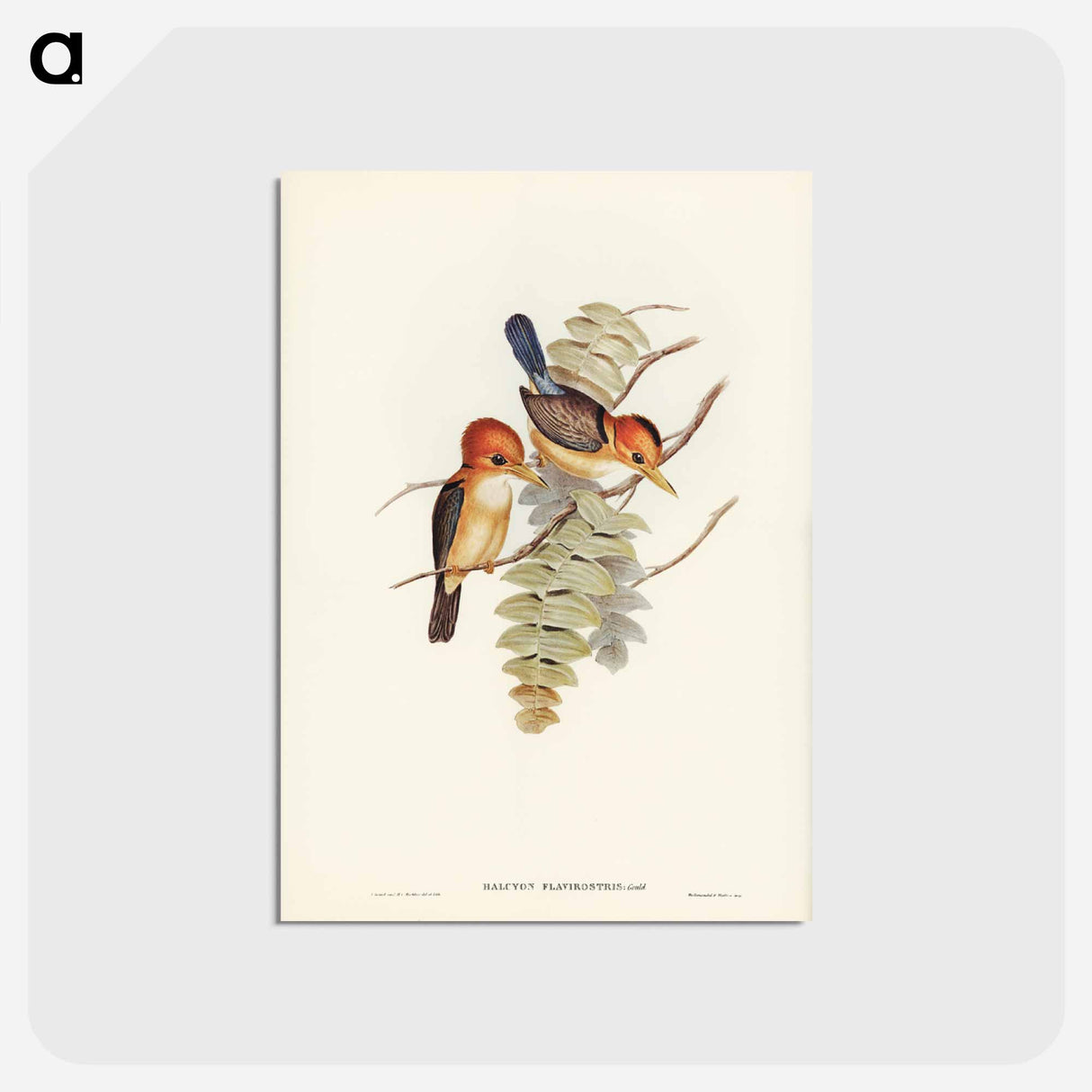アートポストカード-Yellow-billed Kingfisher
 - ジョン グールド Postcard.