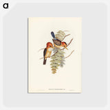 アートポストカード-Yellow-billed Kingfisher
 - ジョン グールド Postcard.