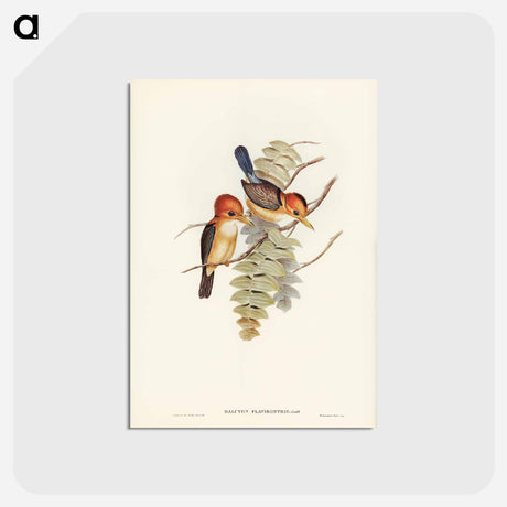 アートポストカード-Yellow-billed Kingfisher
 - ジョン グールド Postcard.
