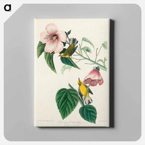 アートパネル-Blue-winged Yellow Warbler
 - ジョン ジェームス オーデュボン Canvas.
