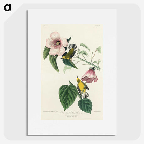 1-87_John-James-Audubon_picture