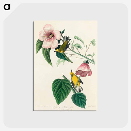 アートポストカード-Blue-winged Yellow Warbler
 - ジョン ジェームス オーデュボン Postcard.