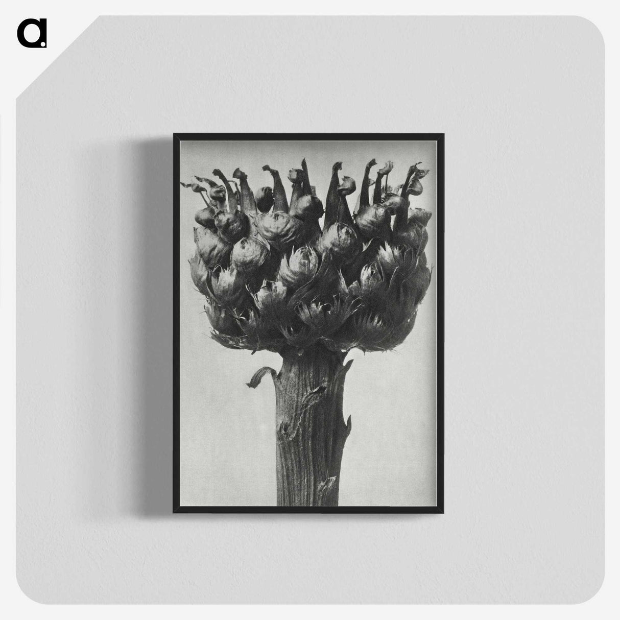 1-87_Karl-Blossfeldt_blk-crop