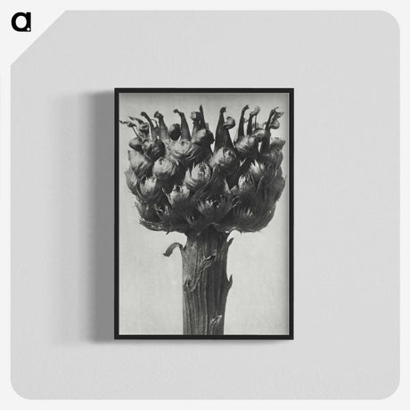 1-87_Karl-Blossfeldt_blk-crop
