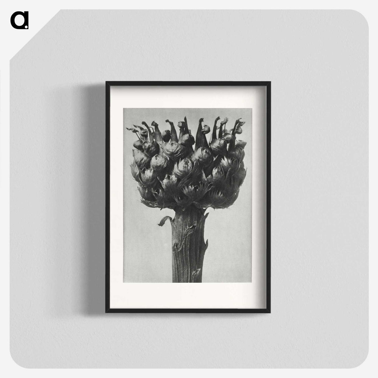 1-87_Karl-Blossfeldt_blk
