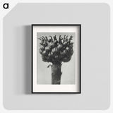 1-87_Karl-Blossfeldt_blk