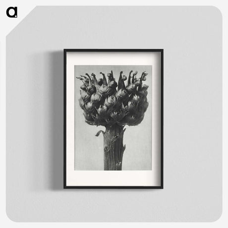 1-87_Karl-Blossfeldt_blk