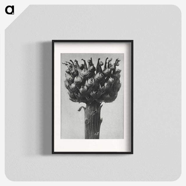 1-87_Karl-Blossfeldt_blk