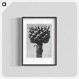 Centaurea macrocephala - Karl Blossfeldt Poster.
