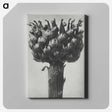 1-87_Karl-Blossfeldt_canvas