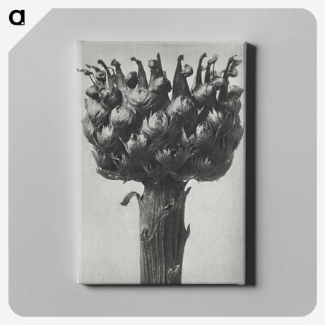 1-87_Karl-Blossfeldt_canvas