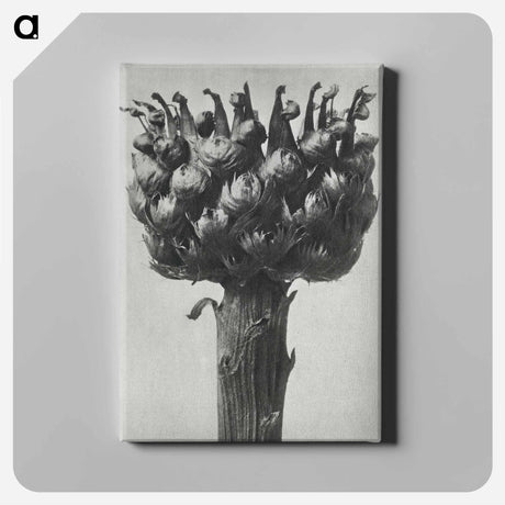 アートパネル-Centaurea macrocephala - カール ブロスフェルト Canvas.