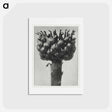 アートポストカード-Centaurea macrocephala - カール ブロスフェルト Postcard.