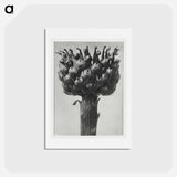 アートポストカード-Centaurea macrocephala - カール ブロスフェルト Postcard.