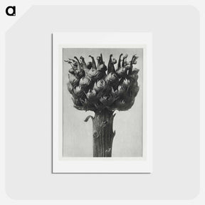 アートポストカード-Centaurea macrocephala - カール ブロスフェルト Postcard.