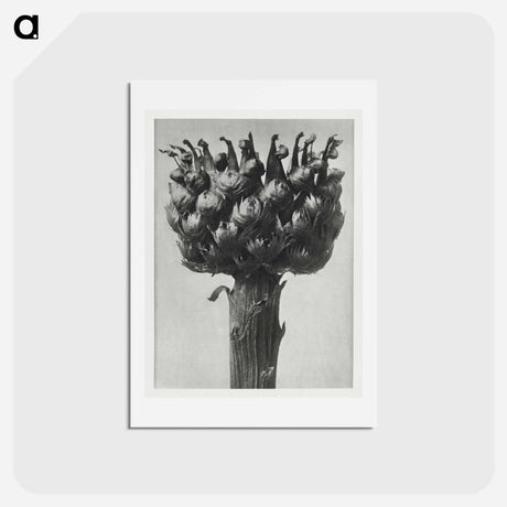 アートポストカード-Centaurea macrocephala - カール ブロスフェルト Postcard.