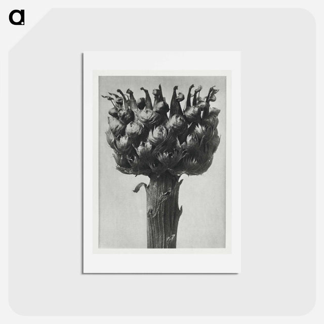アートポストカード-Centaurea macrocephala - カール ブロスフェルト Postcard.