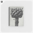 1-87_Karl-Blossfeldt_memo