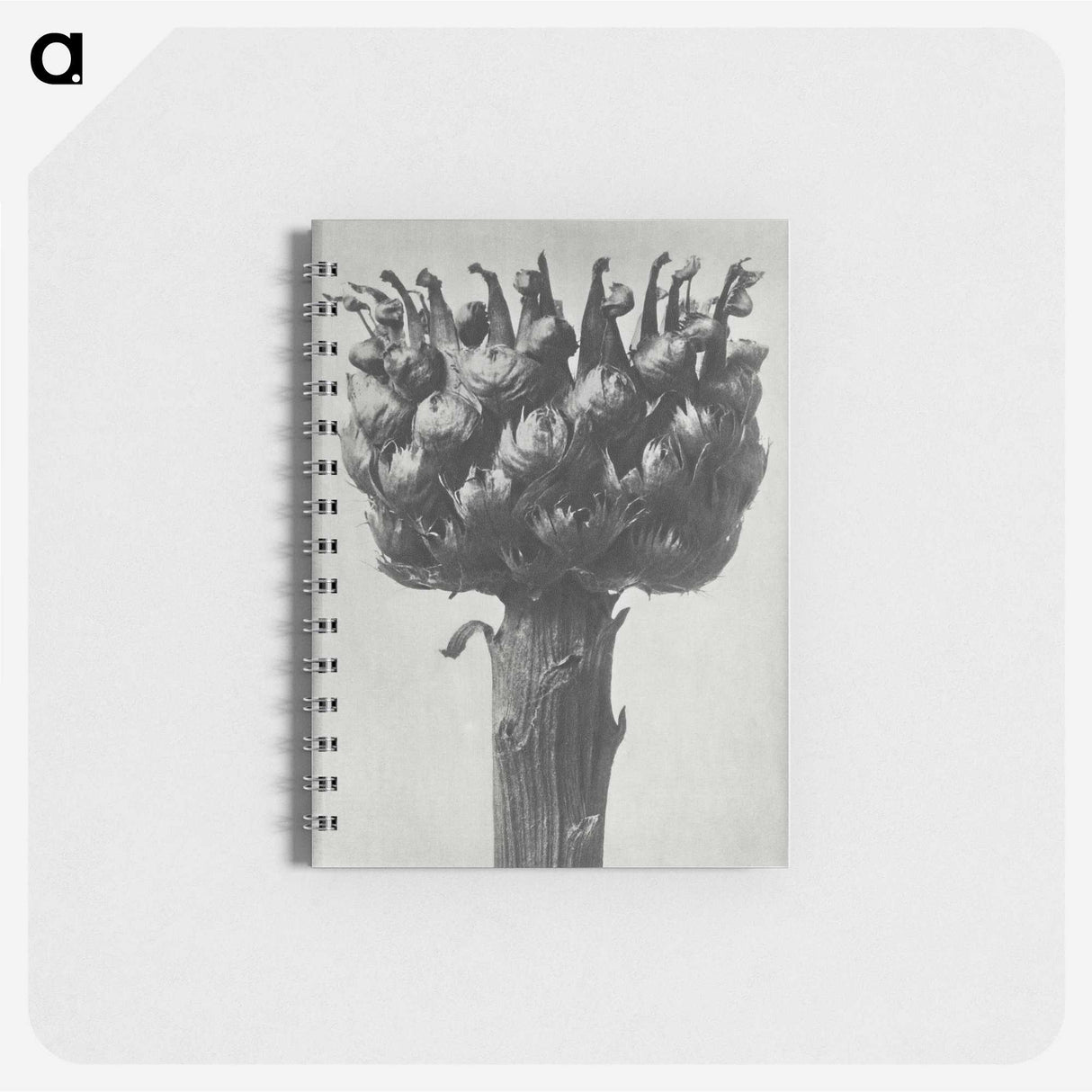 1-87_Karl-Blossfeldt_memo