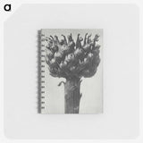 1-87_Karl-Blossfeldt_memo