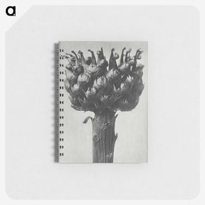1-87_Karl-Blossfeldt_memo