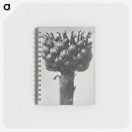 1-87_Karl-Blossfeldt_memo