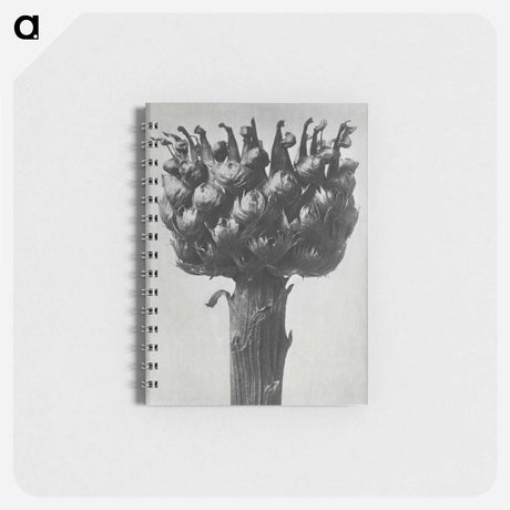 アートメモ帳-Centaurea macrocephala - カール ブロスフェルト Memo.