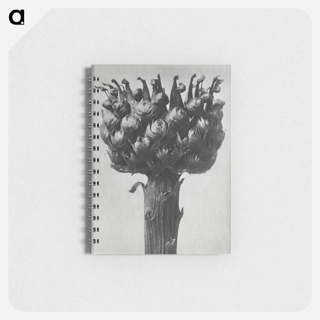 アートメモ帳-Centaurea macrocephala - カール ブロスフェルト Memo.