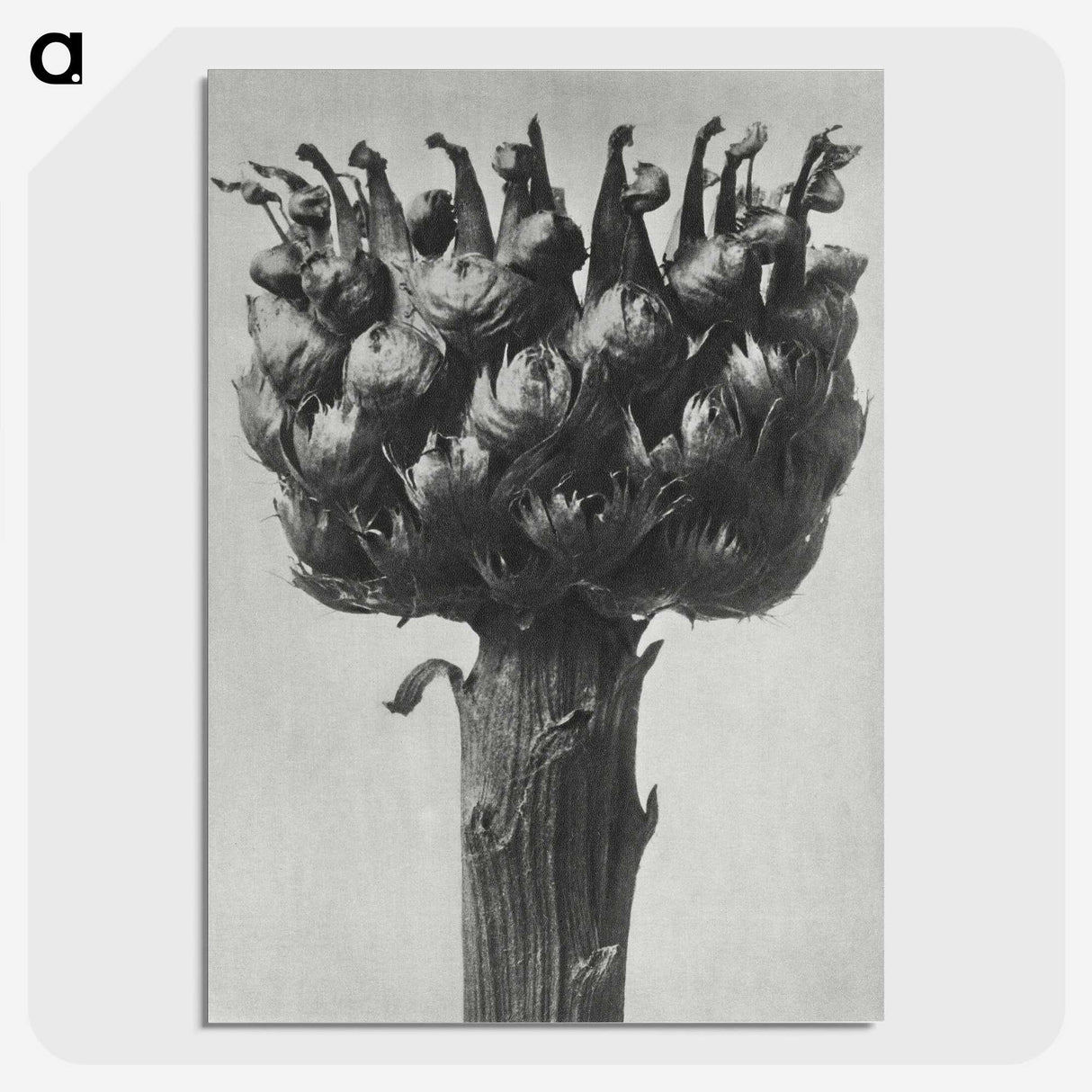 1-87_Karl-Blossfeldt_picture-crop