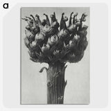 1-87_Karl-Blossfeldt_picture-crop