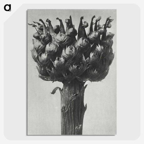 1-87_Karl-Blossfeldt_picture-crop