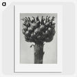 1-87_Karl-Blossfeldt_picture